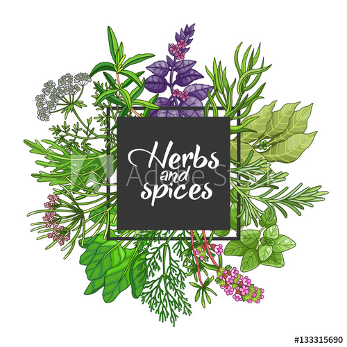 500x500 Vector Greenery Square Design With Spices And Herbs Decorative