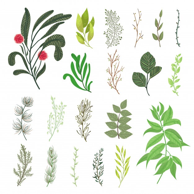 626x626 Foliage Vectors, Photos And Free Download