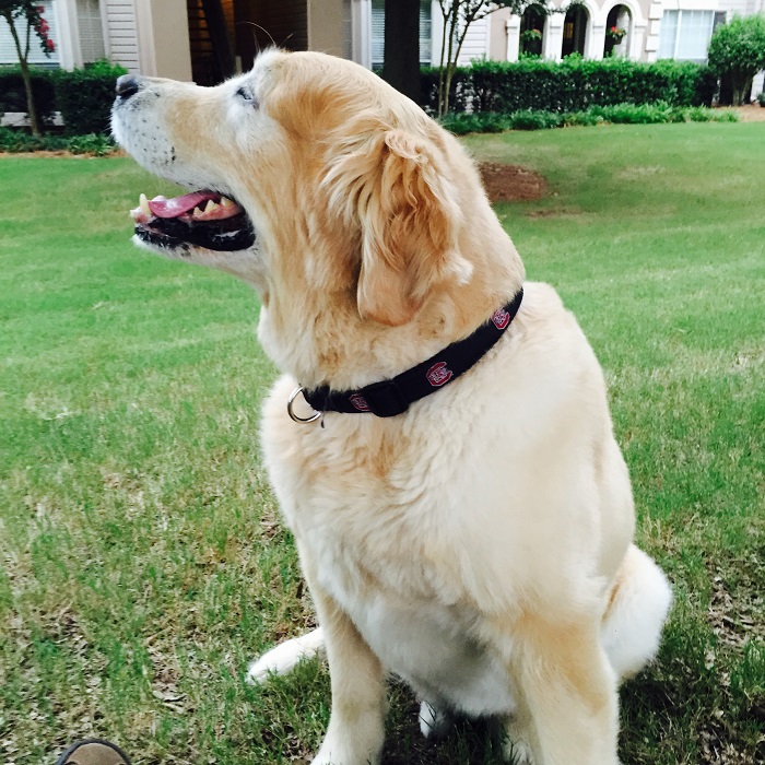 700x700 How To Keep Your Greenville Sc Pet Safe From Vector Borne Illness