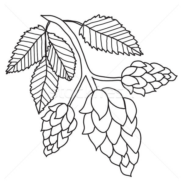 Hops Stock Vectors, Illustrations And Cliparts Stockfresh 600x600 Hops Stock Vectors, Illustrations And Cliparts Stockfresh