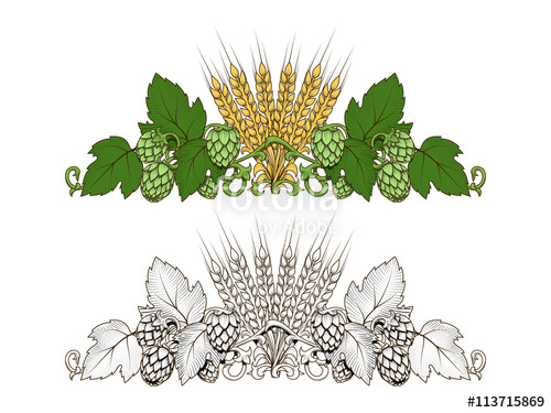 Hops And Barley Ornament Vector Illustration Stock Image 500x375 Hops And Barley Ornament Vector Illustration Stock Image
