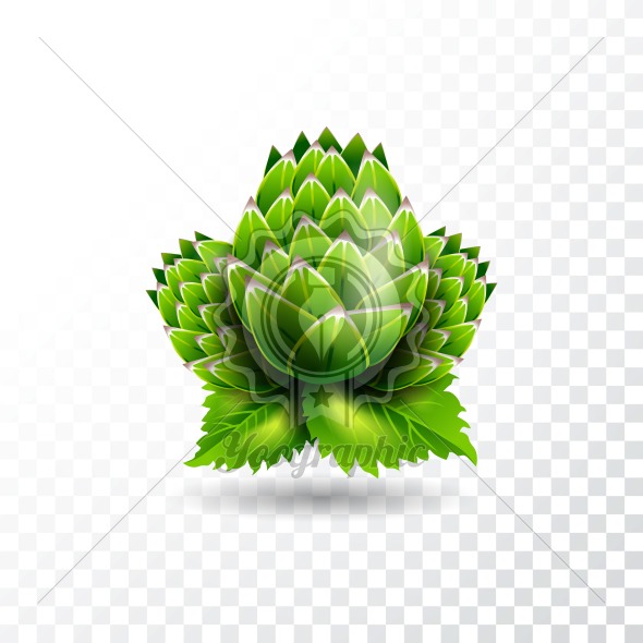 Isolated Vector Hop Illustration On Transparent Background 590x590 Isolated Vector Hop Illustration On Transparent Background