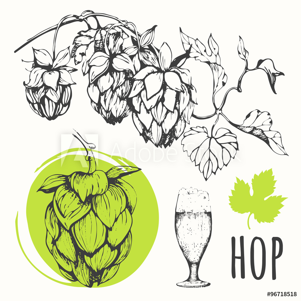 Fotografie, Obraz Hop Set Vector Illustration With Branch Of Hops 1000x1000 Fotografie, Obraz Hop Set Vector Illustration With Branch Of Hops