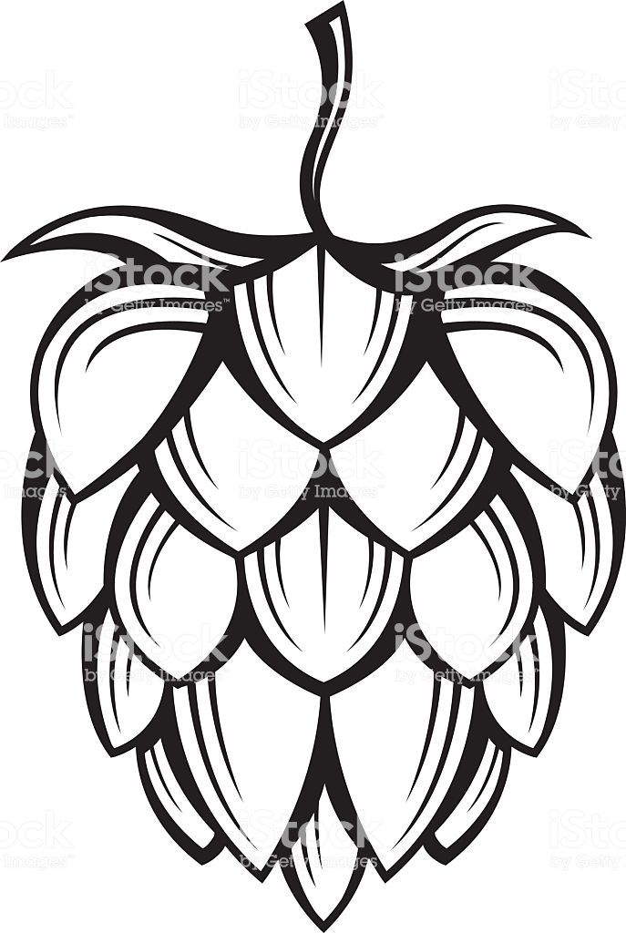 Free Clipart Hops And Barley 687x1024 Free Clipart Hops And Barley