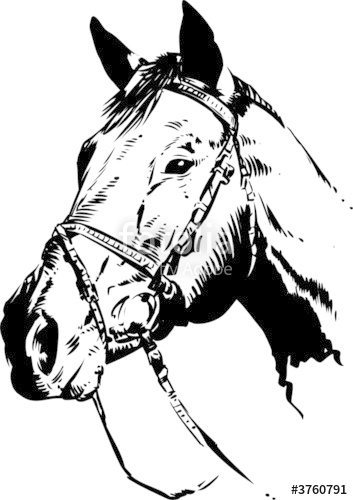 353x500 Horse Head Vector Stock Image And Royalty Free Vector