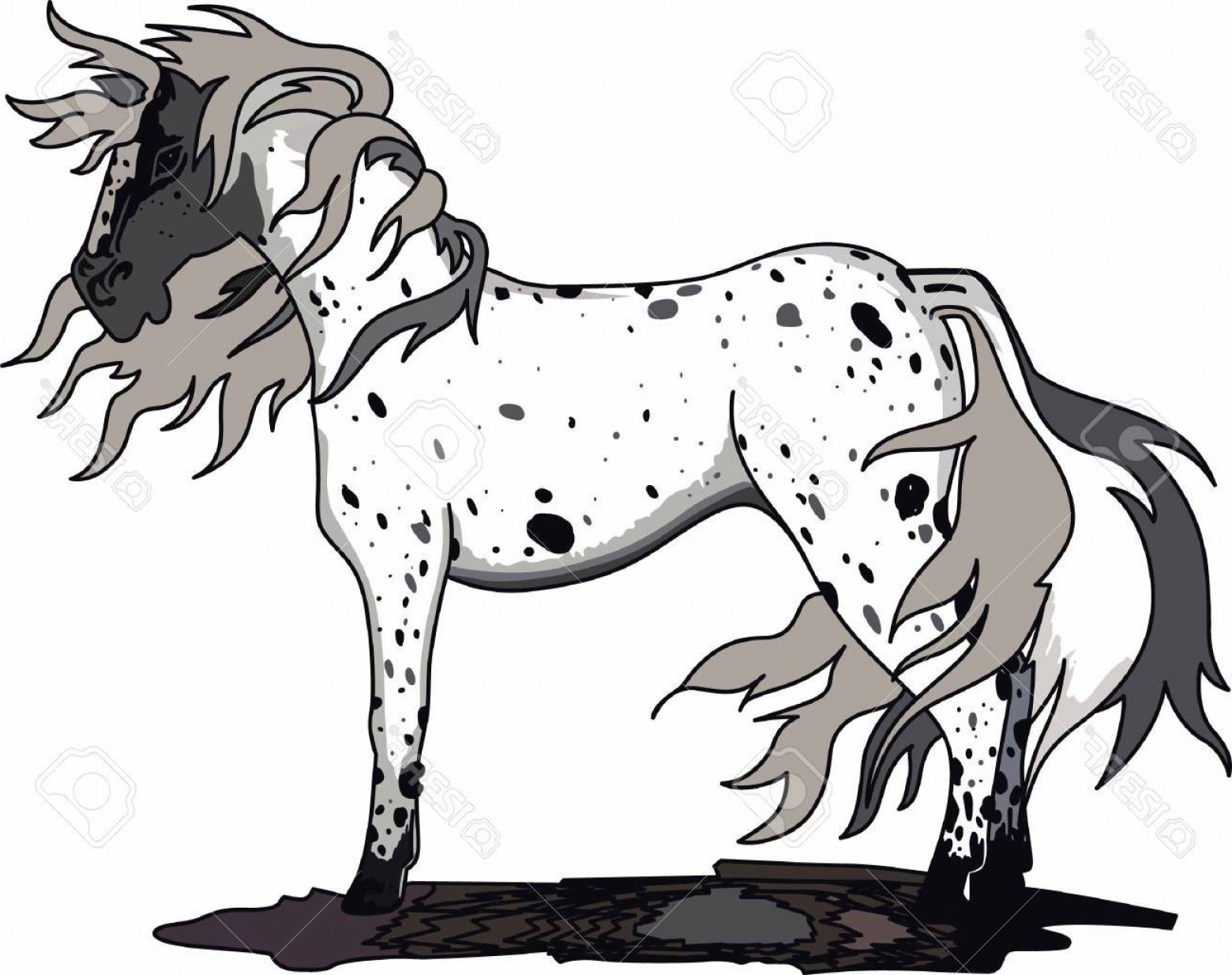 1560x1234 Photostock Vector Horse Lovers Will Enjoy A Beautiful Appaloosa