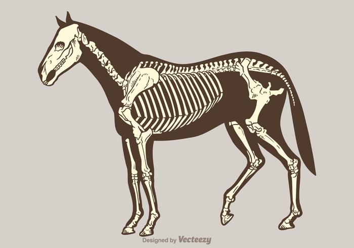 700x490 Free Vector Horse Skeleton