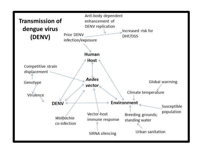 700x525 Effects Of Pathogen Vector Interactions On The Transmission
