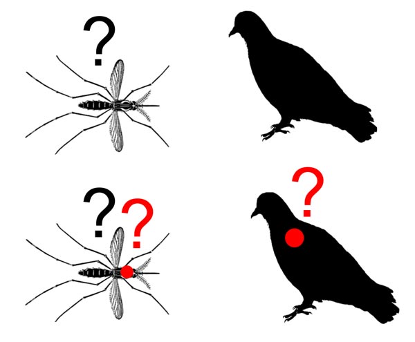 600x495 Evolution And Manipulation Of Vector Host