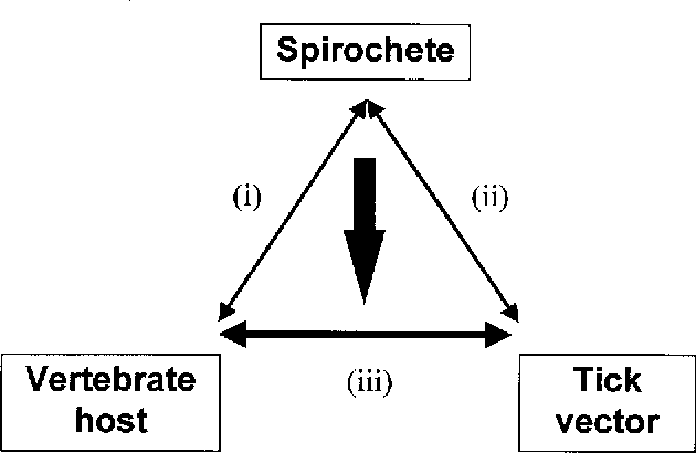 630x410 Figure From Vector Host Interactions In Disease Transmission