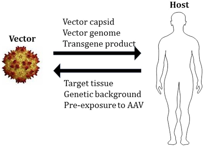 661x478 Adeno Associated Virus Vectorhost Interactions The Components