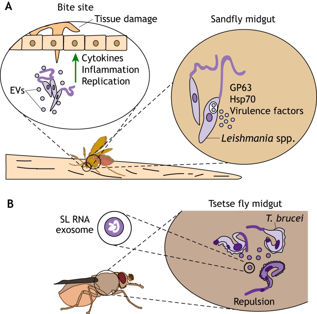 1280x1269 Message In A Vesicle Trans Kingdom Intercommunication