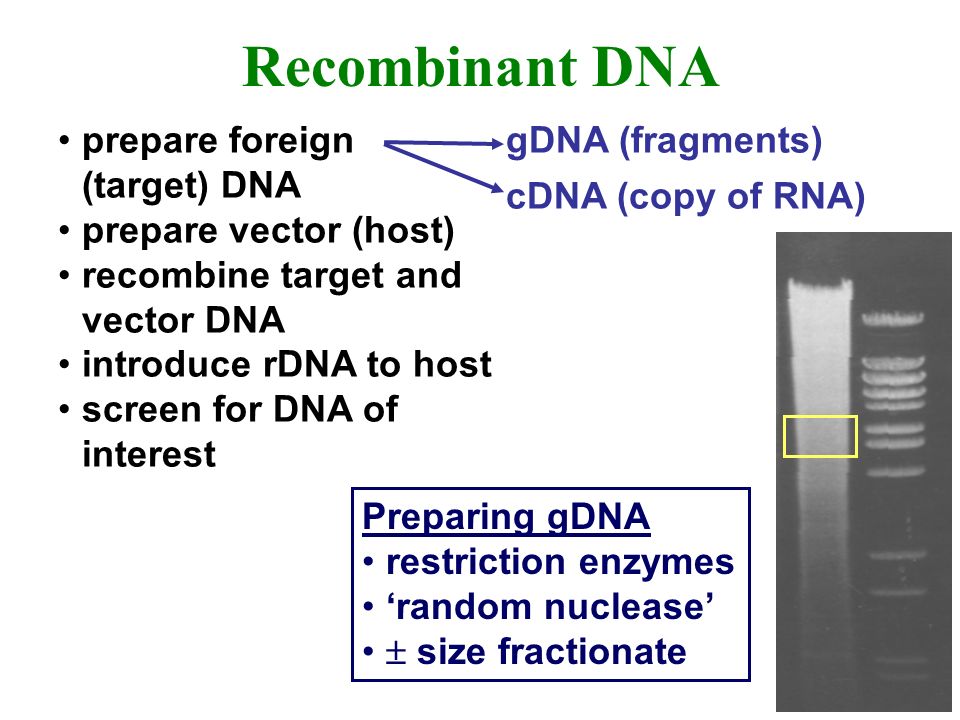 960x720 Recombinant Dna Prepare Foreign