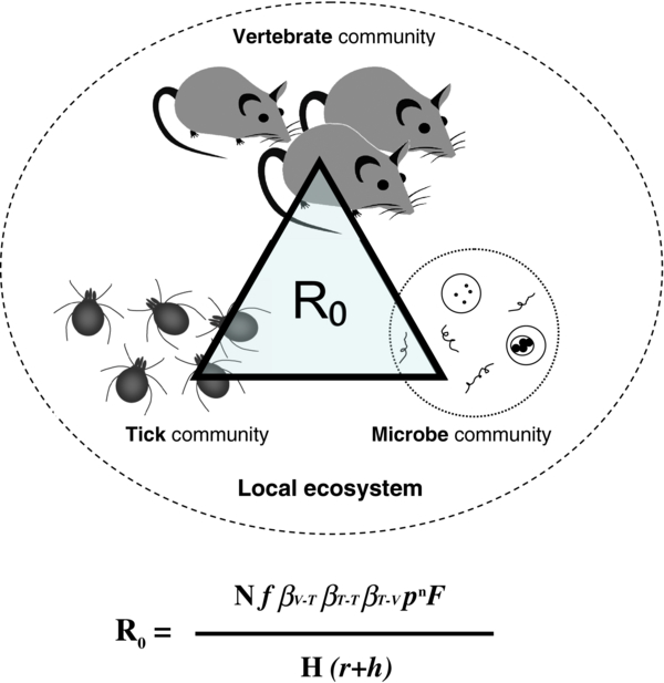 600x617 Reviewing Molecular Adaptations Of Lyme Borreliosis Spirochetes