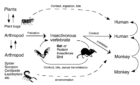 462x282 Are Insects Ebola's Natural Hostreservoir
