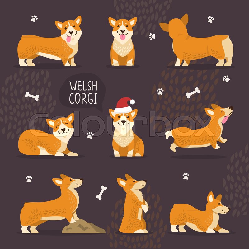 Adorable Welsh Corgi Dogs With Yellow Stock Vector Colourbox 800x800 Adorable Welsh Corgi Dogs With Yellow Stock Vector Colourbox