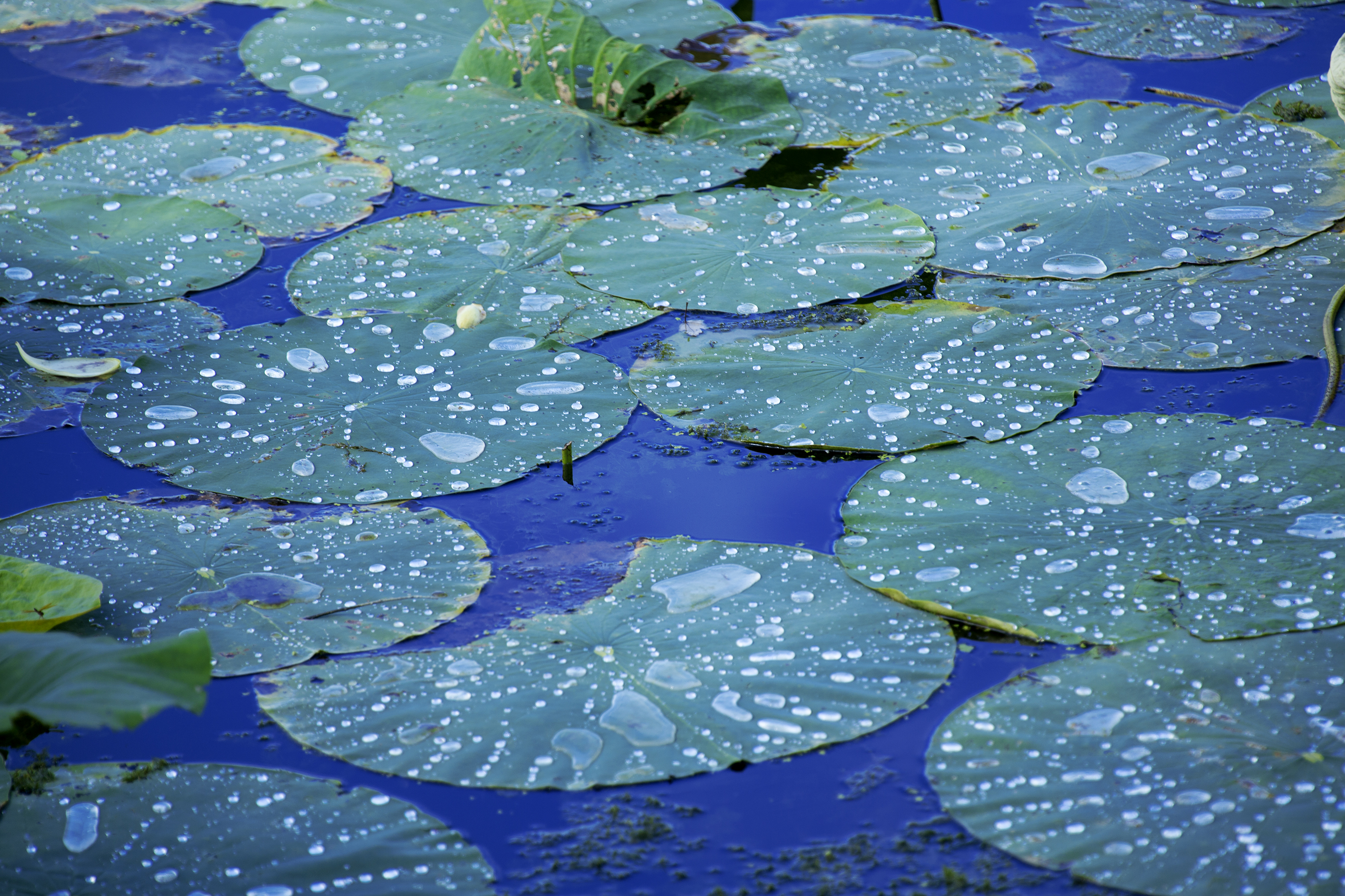 2880x1920 Vector Control