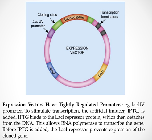 493x455 Expression Vectors Types Characteristics Studiousguy