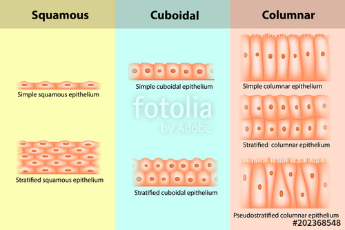 500x334 Types Of Epithelial Tissue Epithelium Stock Image And Royalty