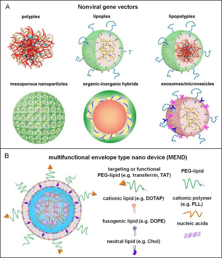 714x828 A Types Of Nonviral Vectors For Gene Delivery