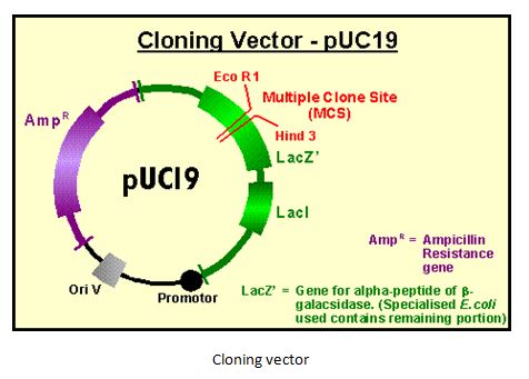 476x341 Cloning Vectors Types Characteristics Studiousguy