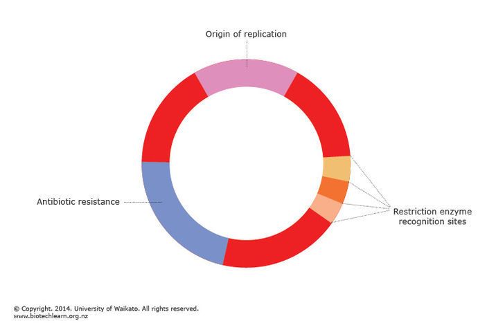 716x477 Plasmid Vector Molecular Biology Molecular Biology, Origin