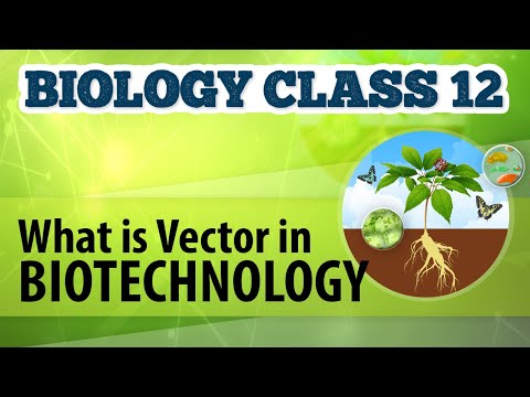 480x360 What Is Vector In Biotechnology