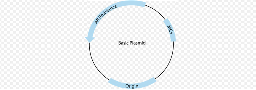 848x301 What Is A Vector In Biotechnology How Does A Plasmid Vector Work