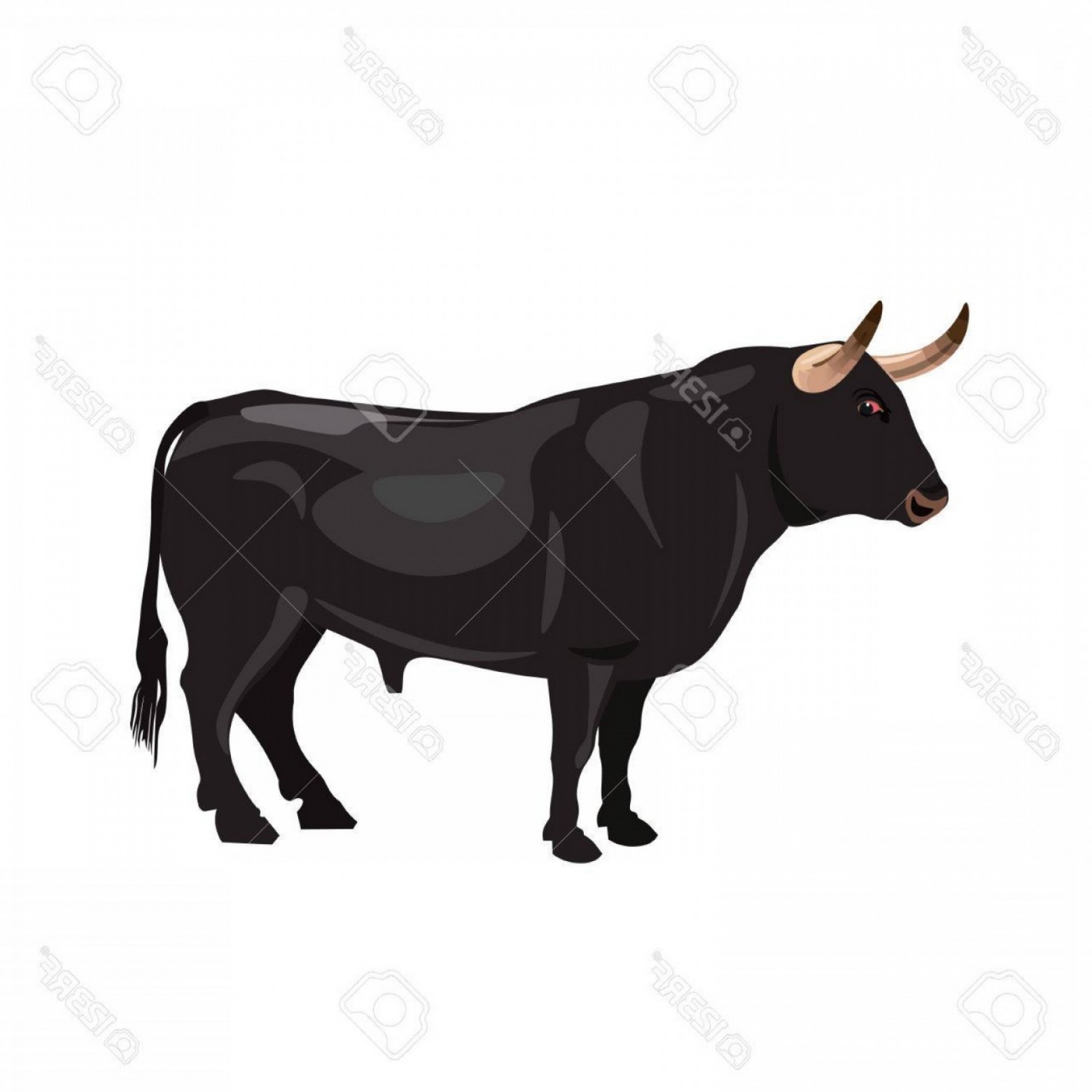 2246x2246 Photostock Vector Spanish Fighting Bull Vector Illustration