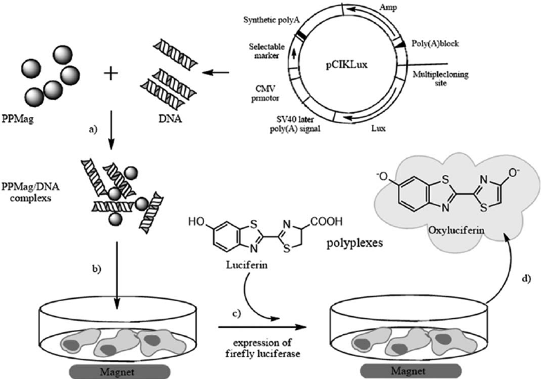 771x541 Schematic Illustration Of Magnetofection Using Ppmag As Gene