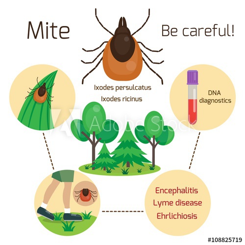 500x500 Mite, Human Skin Parasite Mite Disease And Infection Vectors