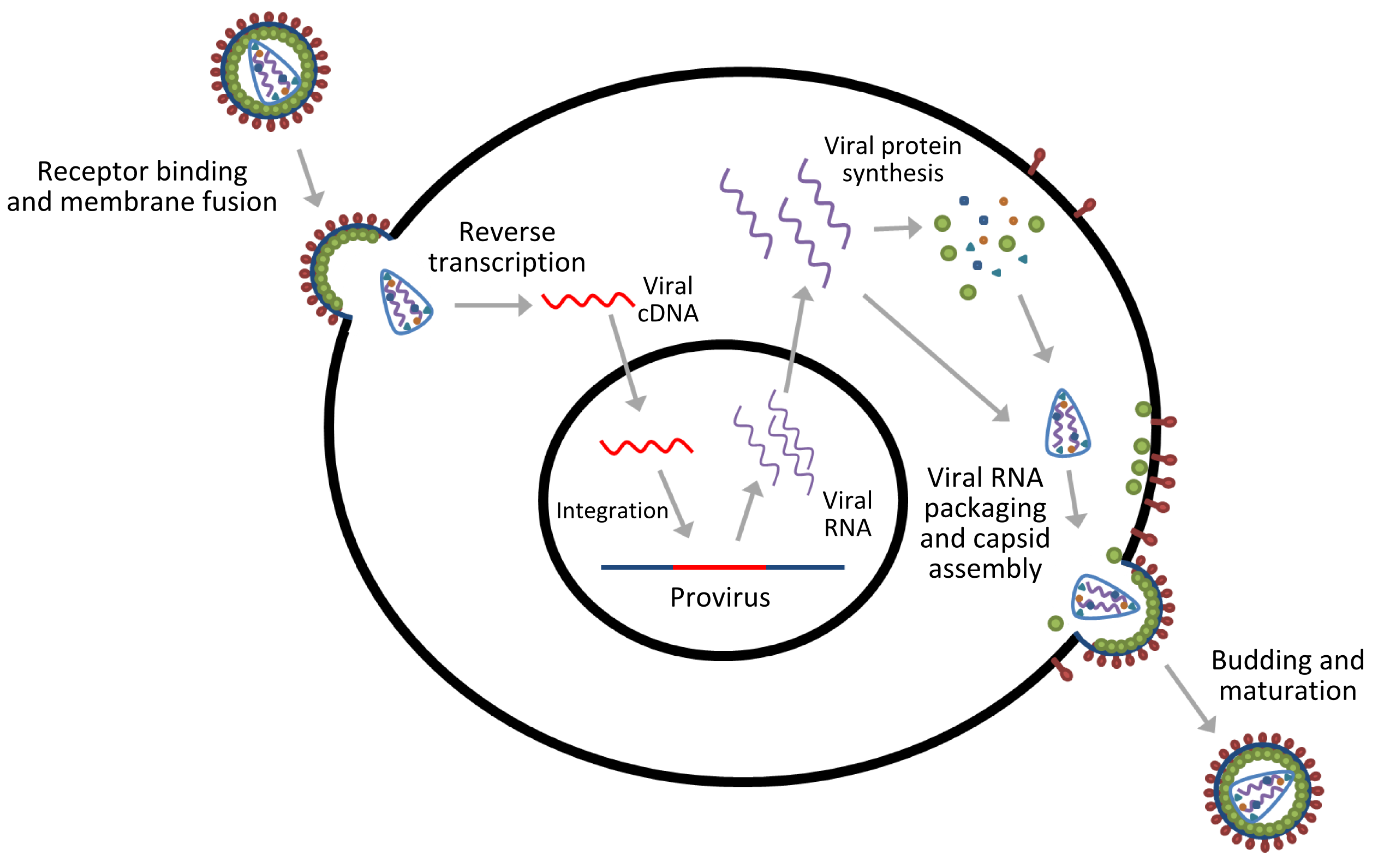 2525x1591 Nucleic Acid Delivery Lentiviral And Retroviral Vectors