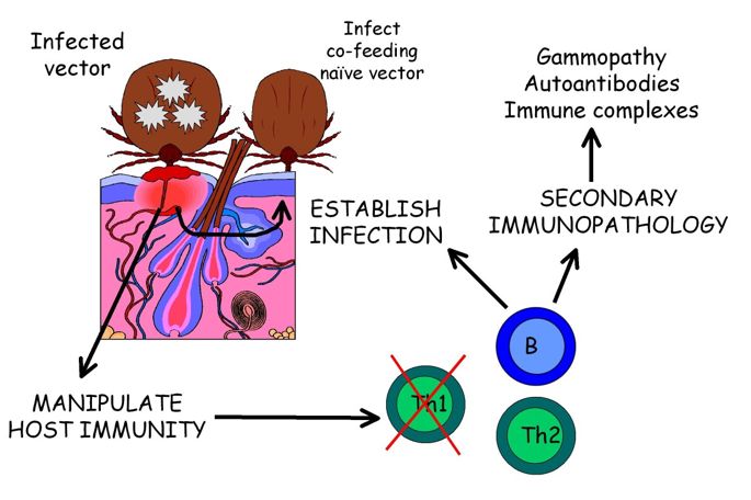 685x456 The Immunopathology Of Canine Vector Borne Diseases Parasites