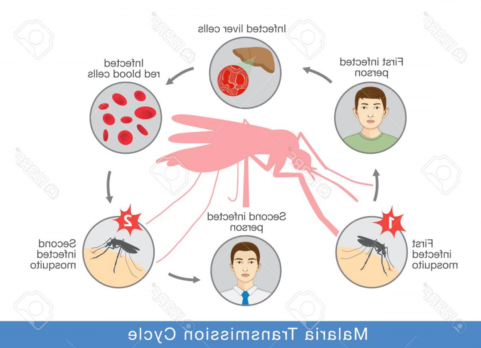 Vector Infection at Vectorified.com | Collection of Vector Infection