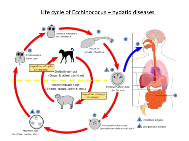 Disease vector что это