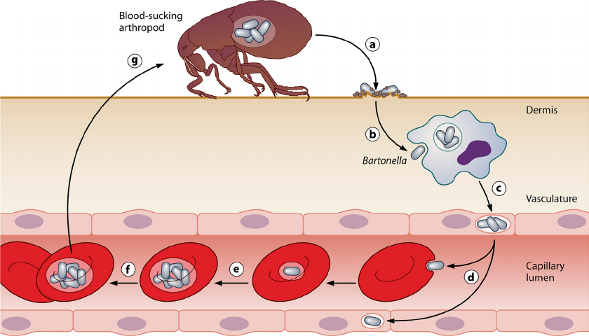 840x480 Common Infection Strategy Of The Bartonellae The Drawing