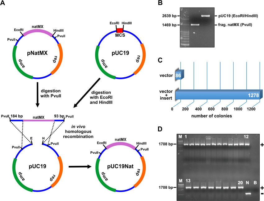 850x647 Homologous Recombination Between Vector And Insert Generated