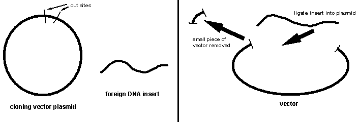 708x241 Molecular Cloning