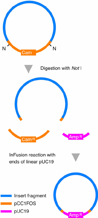 406x895 Scheme For The Transfer Of An Insert Fragment
