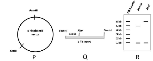 489x195 Shown Below Is A Plasmid Vector