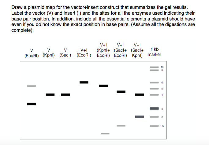 683x475 Solved Draw A Plasmid Map For The Vector Insert Construct