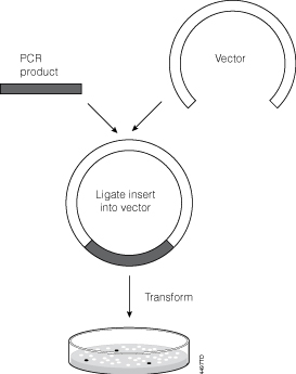 273x345 Successful Ligation And Cloning Of Your Insert Promega Connections