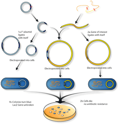 396x412 The Big Bad Bac Bacterial Artificial Chromosomes Scq