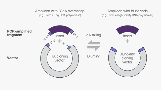 640x357 Common Cloning Applications And Strategies Thermo Fisher