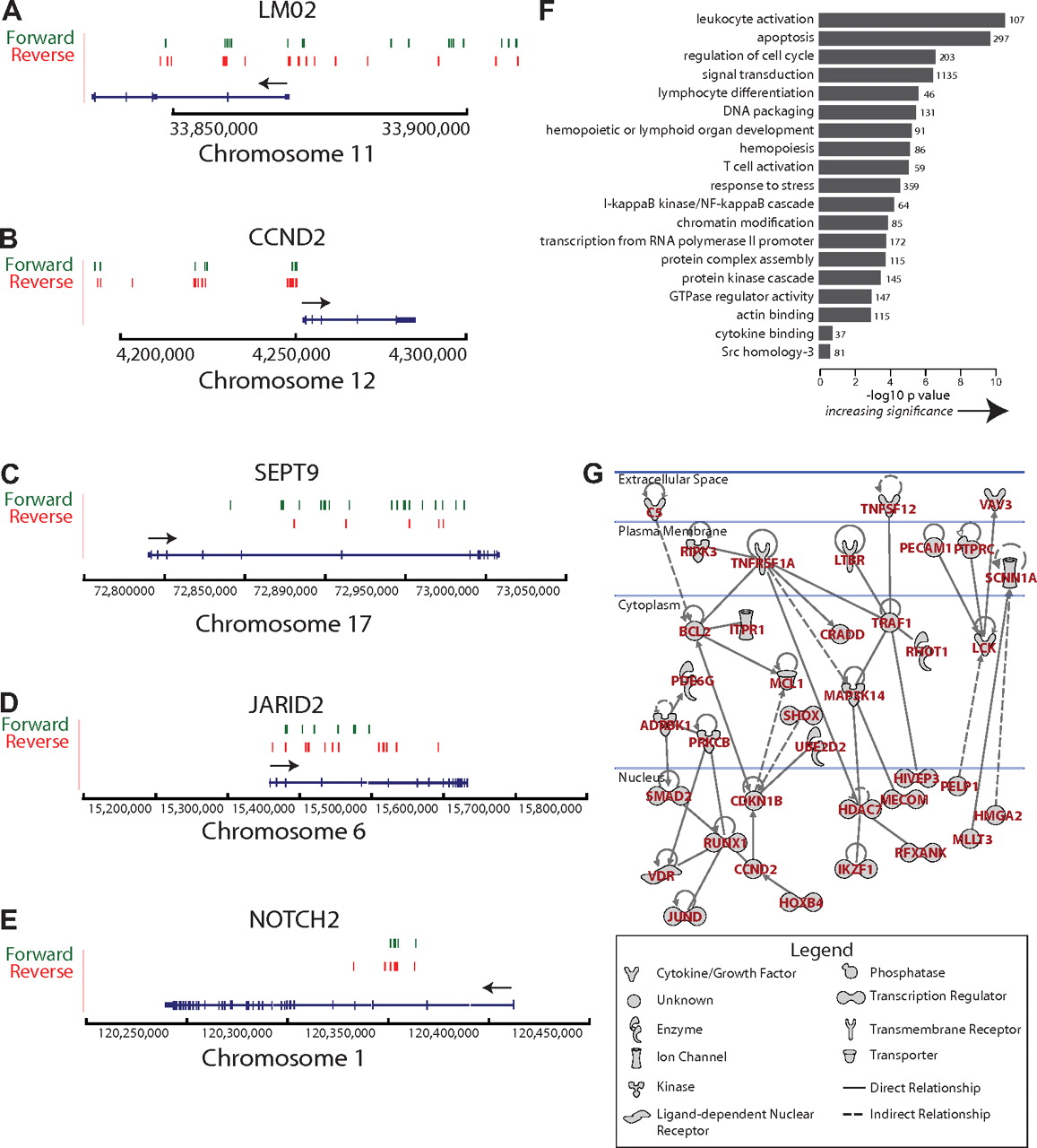 1157x1280 Dynamics Of Gene Modified Progenitor Cells Analyzed