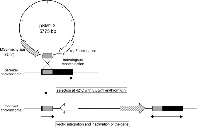 672x434 Schematic Presentation Of Vector Integration And Inactivation
