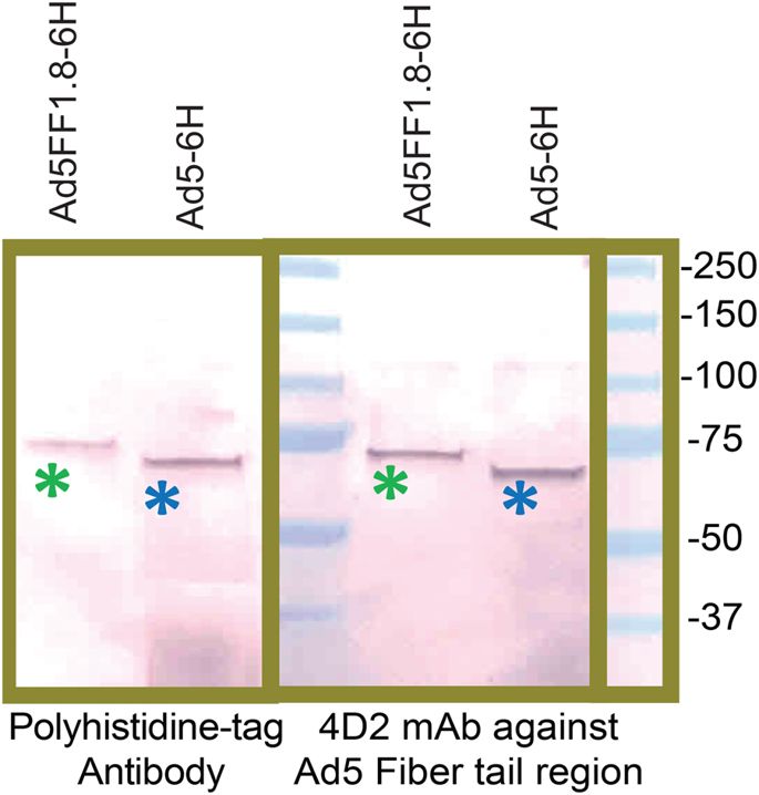 Development Of An Adenovirus Vector Vaccine Platform For Targeting 685x718 Development Of An Adenovirus Vector Vaccine Platform For Targeting