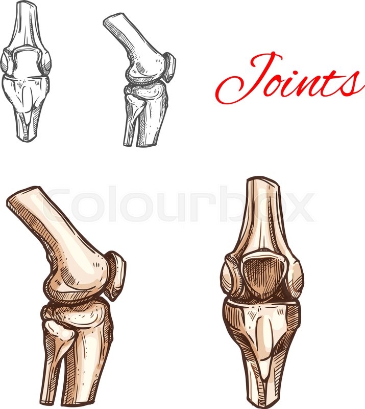 715x800 Human Knee Or Elbow Bones And Joints Stock Vector Colourbox
