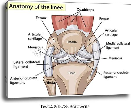 453x379 Anatomy Structure Knee Joint Vector, Canvas Print Barewalls