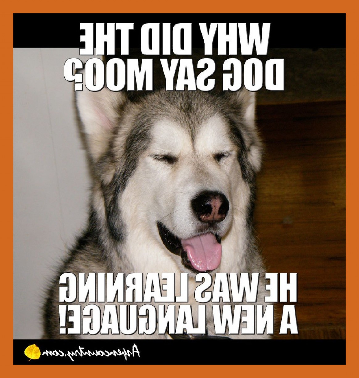 1164x1226 Vector Sayings Joke Createmepink